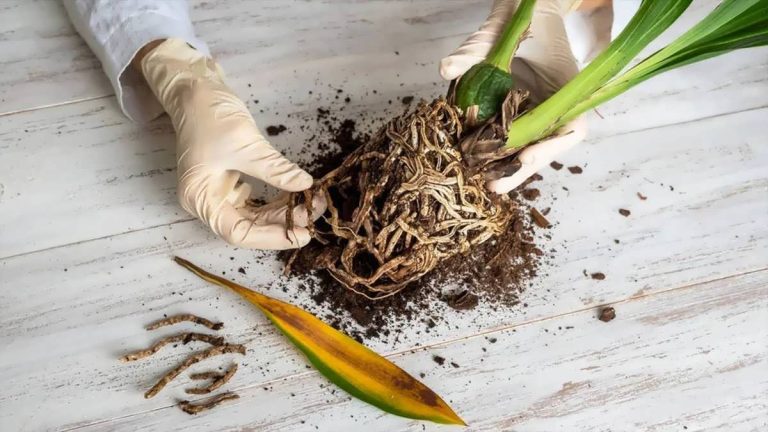 بررسی ریشه گیاه