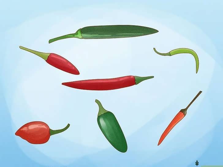 انتخاب نوع فلفل چیلی