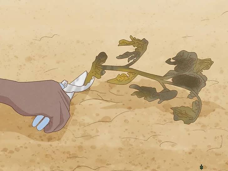 قطع شاخ وبرگ خشک