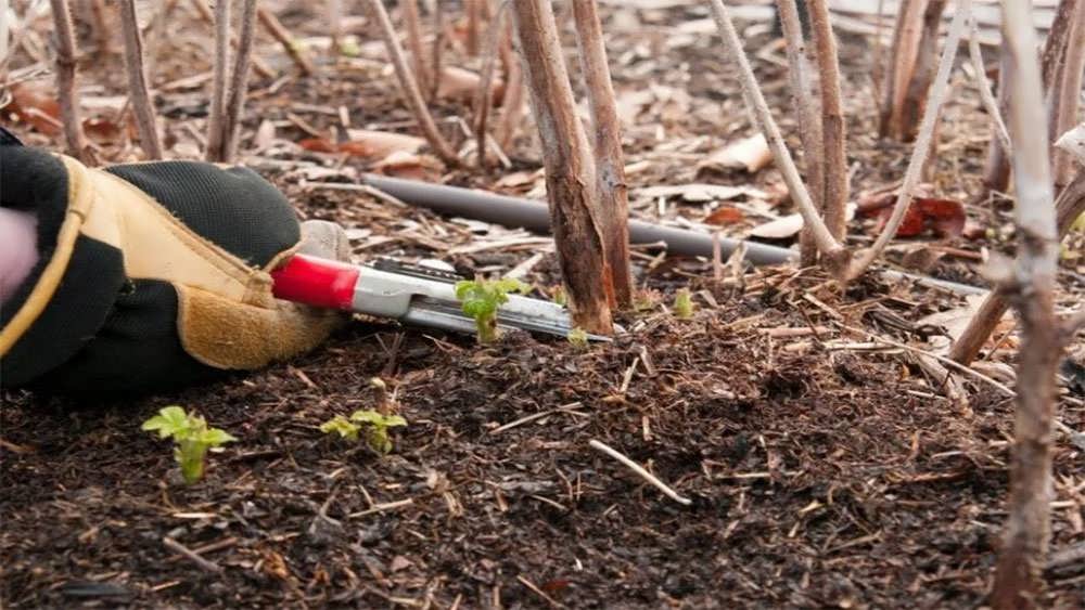 قطع شاخه های قدیمی تمشک