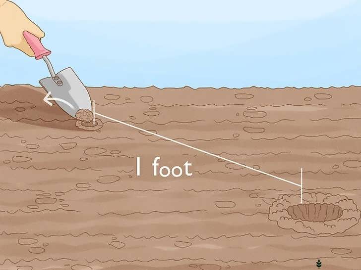 حفر گودال کمی بزرگ تر از بذر با فاصله گذاری حدود ۳۰ سانتی متر