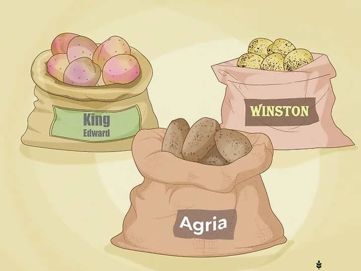 ارقام مقاوم به بیماری