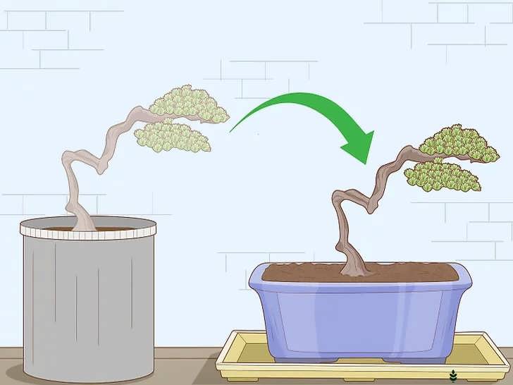 انتقال به گلدان نمایشی