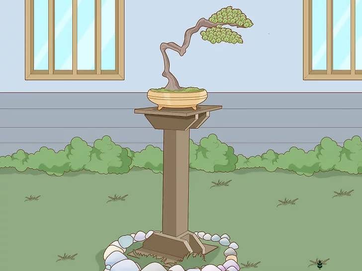 قرار دادن بونسای روی پایه نمایش