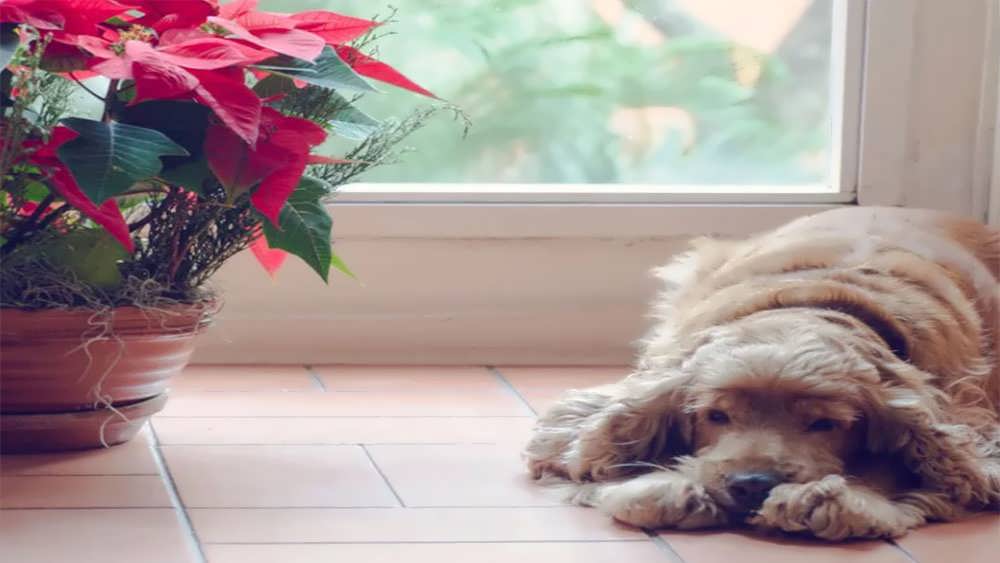 سگ و بنت قنسول