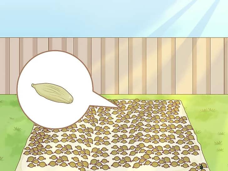 خشک کردن کپسول های هل