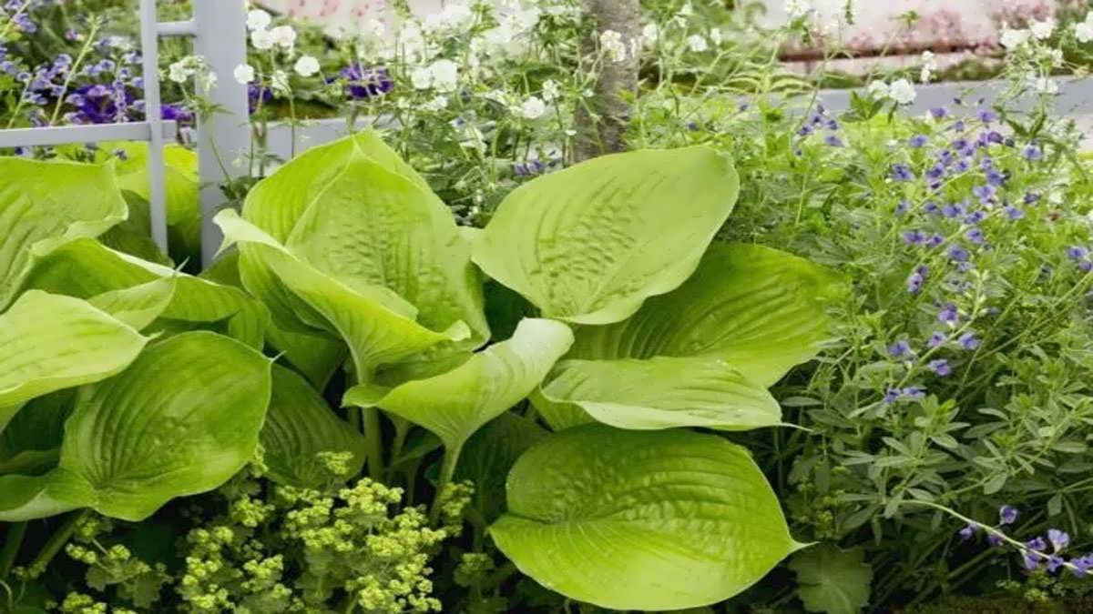 باغچه خوراکی در گلدان