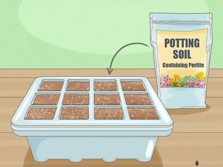 پر کردن سینی نشا با خاک مرطوب