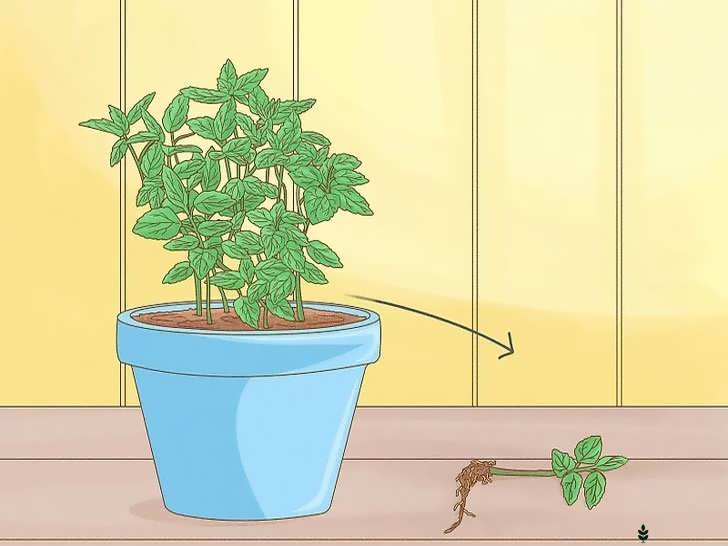 پیدا کردن ساقهٔ روندهٔ نعناع