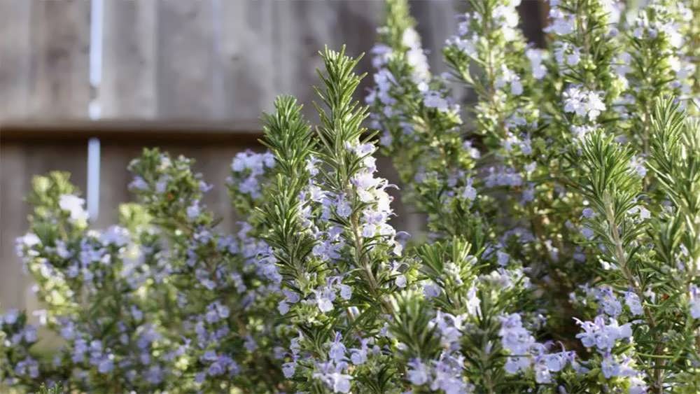 رزماری گل دار