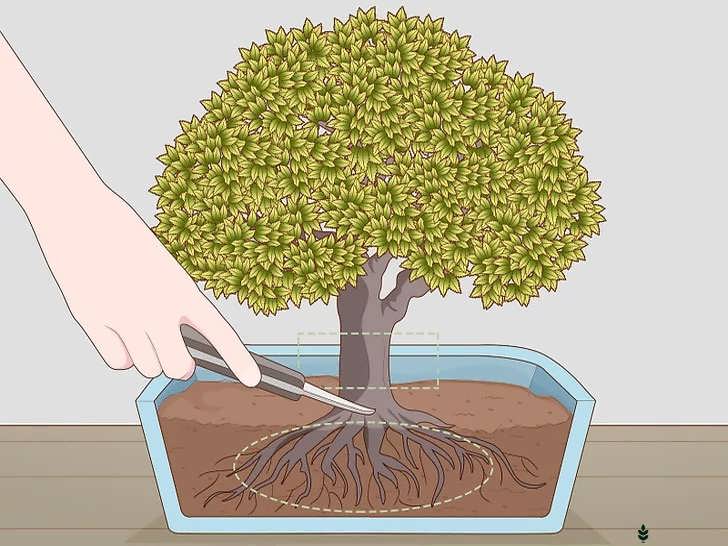 جست وجو برای درخت بونسای در طبیعت