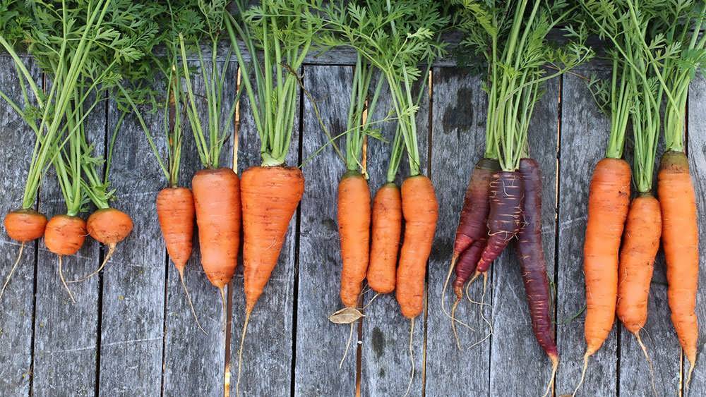 هویج‌های تازه برداشت‌شده