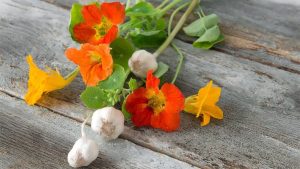 سیر همراه با گل لادن