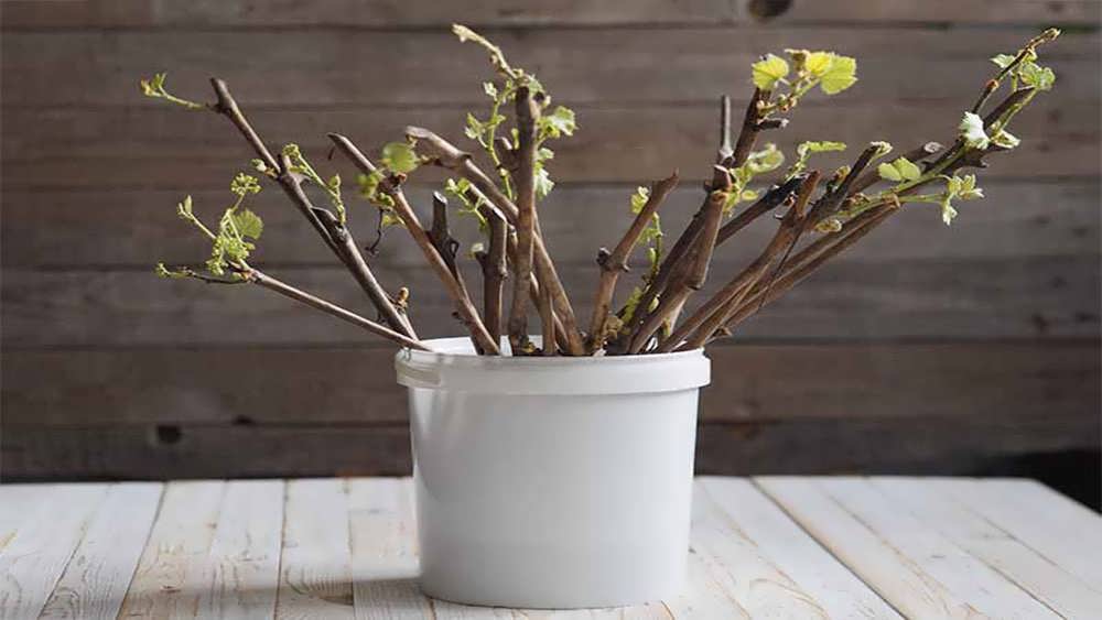 قلمه های انگور در گلدان