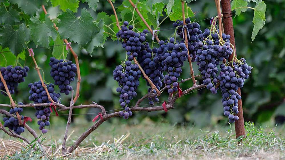 برداشت انگور از تاک