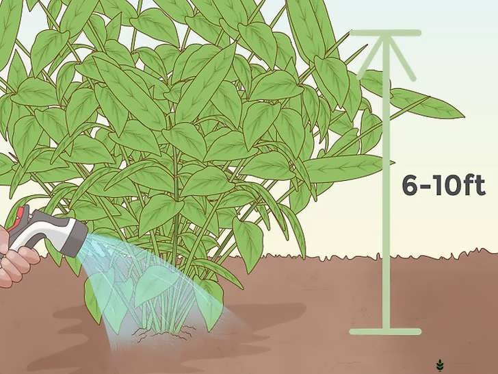 رشد گیاه تا ارتفاع زیاد