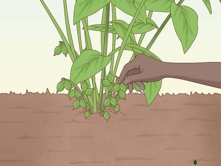 برداشت دستی هل