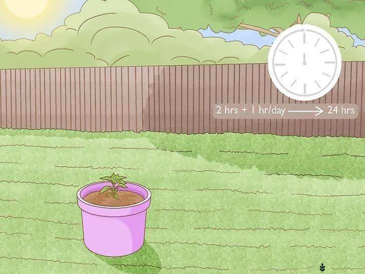 قرار دادن نشاهای فلفل در فضای باز برای سازگاری