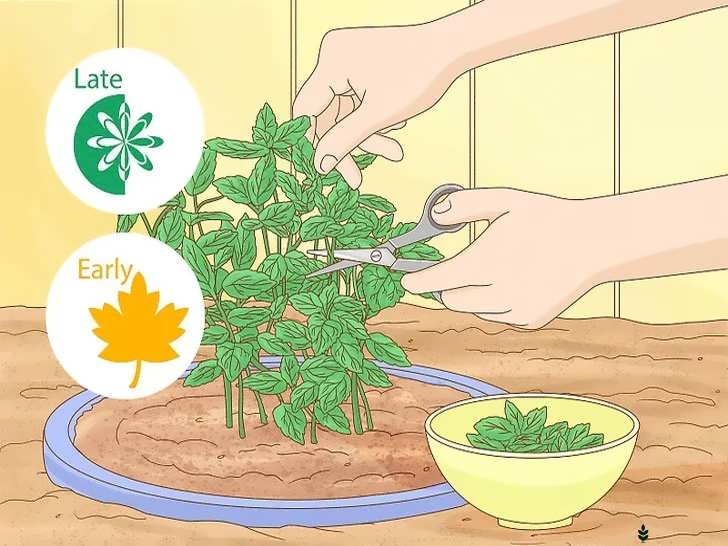 برداشت برگ های تازهٔ نعناع