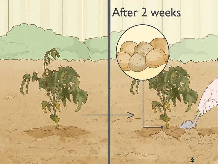 برداشت سیب زمینی نو بعد از پایان گل دهی گیاه