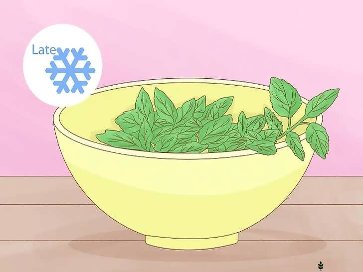 برداشت حداکثری نعناع قبل از یخبندان