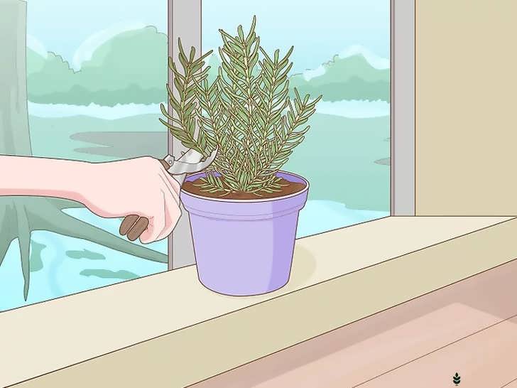 برداشت رزماری