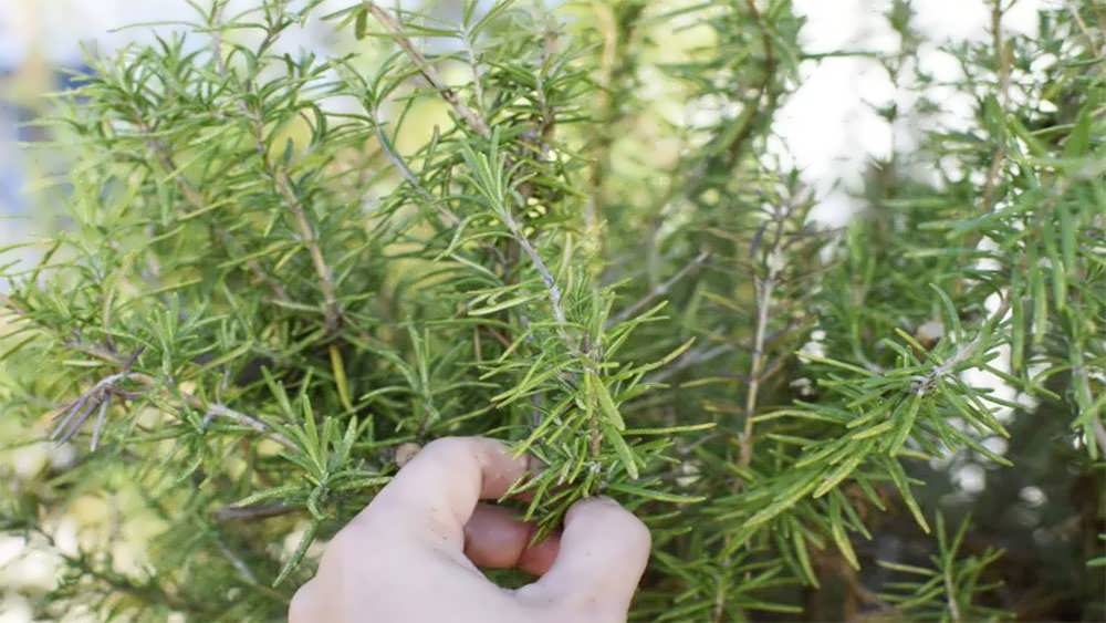 برداشت رزماری
