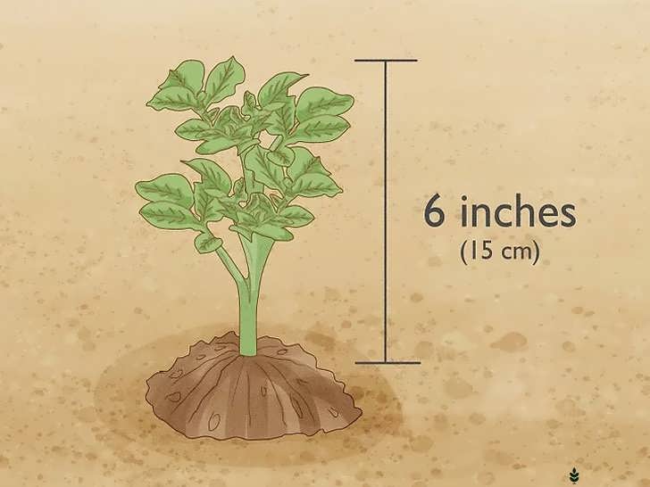 خاک دهی اطراف پایه گیاه