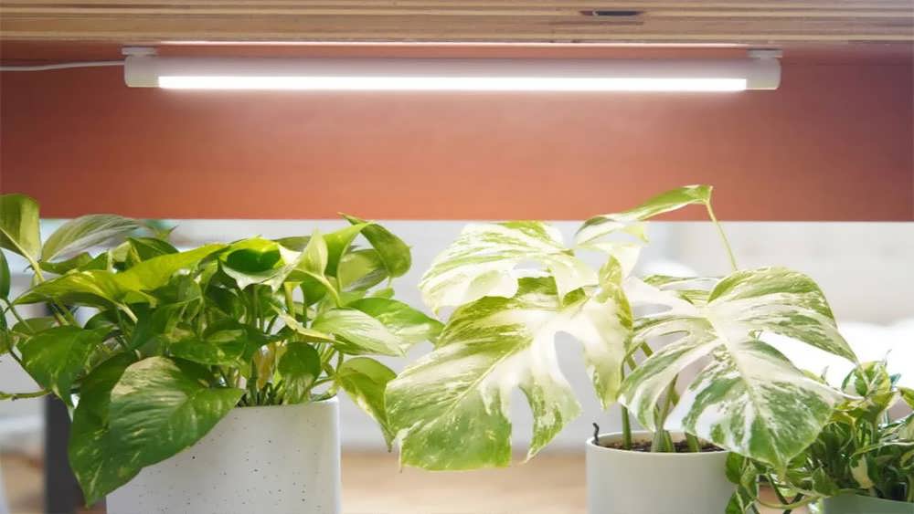 قفسه گیاهان با چراغ رشد