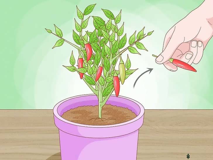 بالغ شدن گیاه و میوه دهی (تا ۶ ماه)