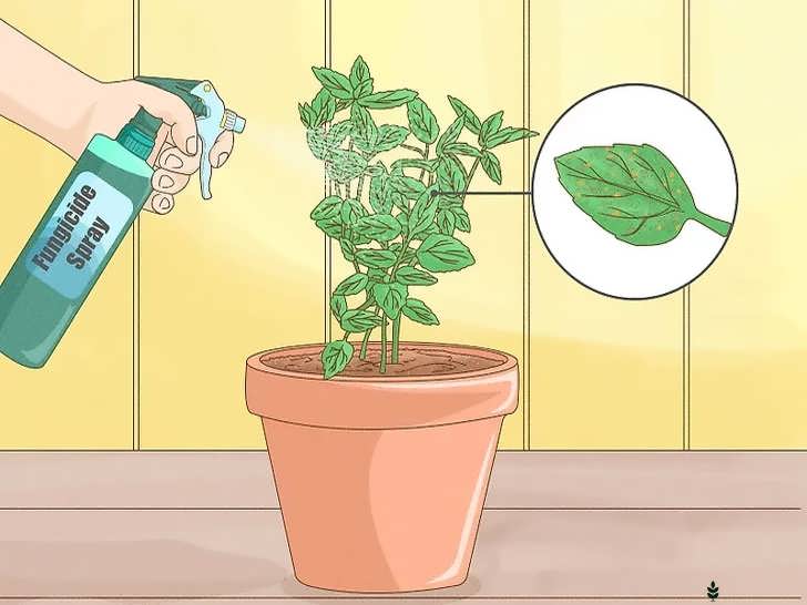 استفاده از قارچ کش برای نعناع