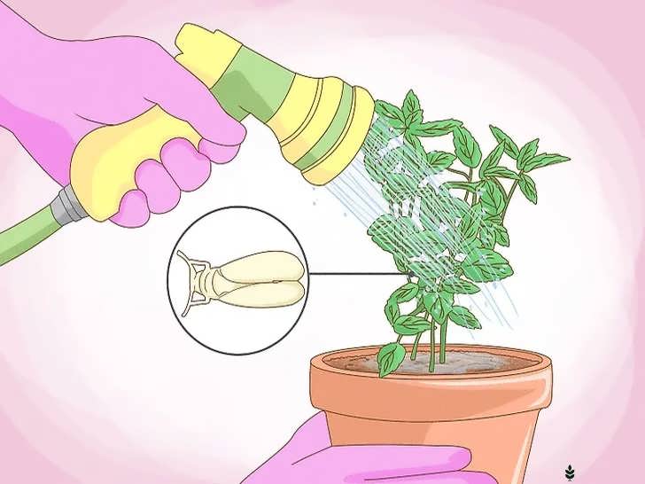 مراقبت از نعناع در برابر آفات و بیماری ها