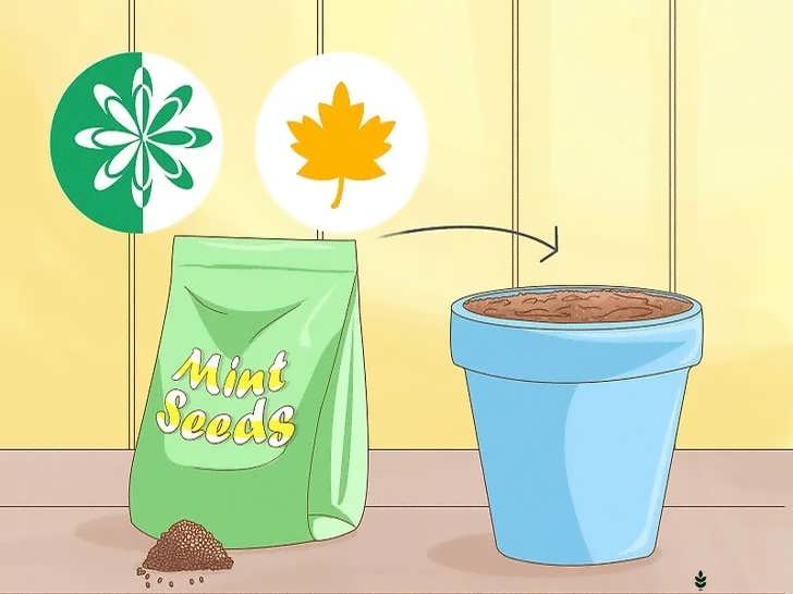 انتخاب بهترین زمان کاشت نعناع