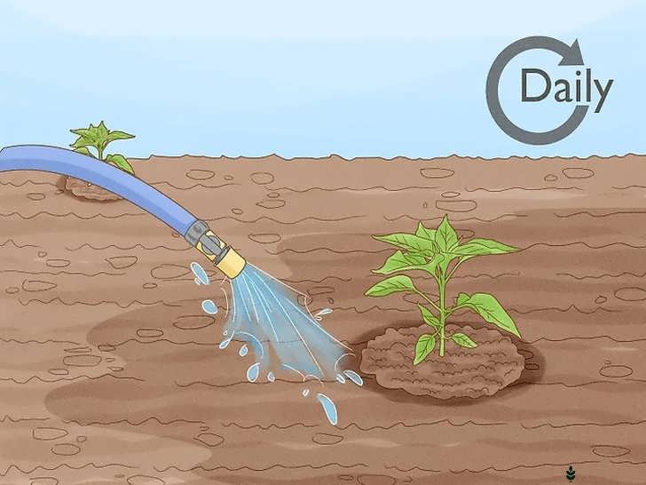 مرطوب کردن روزانهٔ خاک