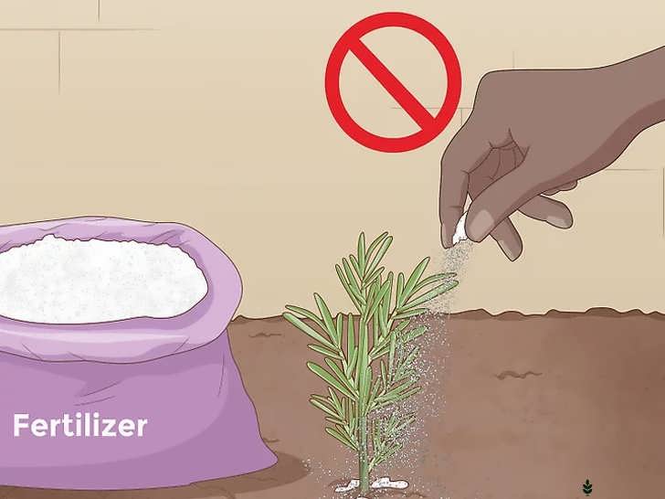 عدم نیاز به کوددهی