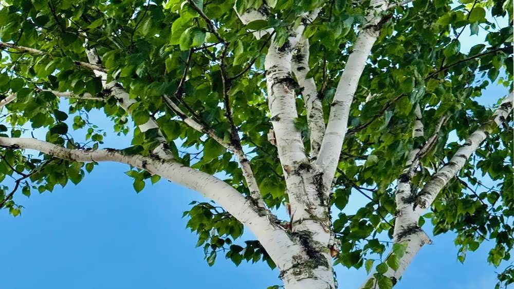 درخت توس کاغذی