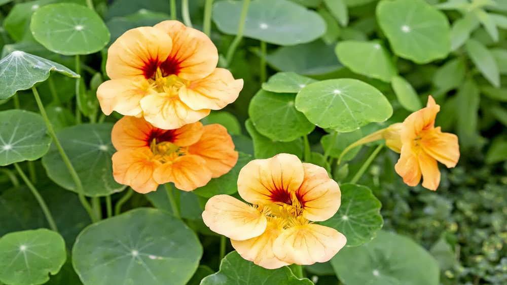 گل لادن (اُست هندی)