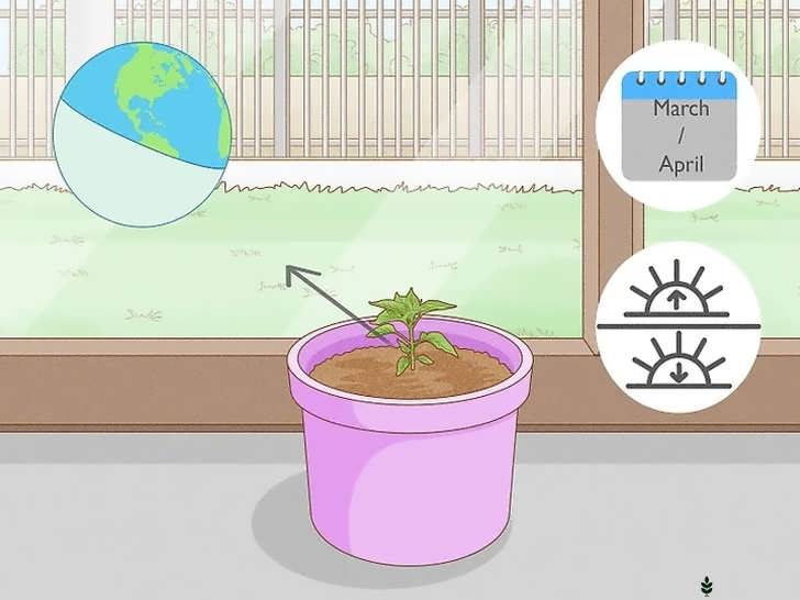 کاشت در فضای باز پس از آخرین یخبندان بهار