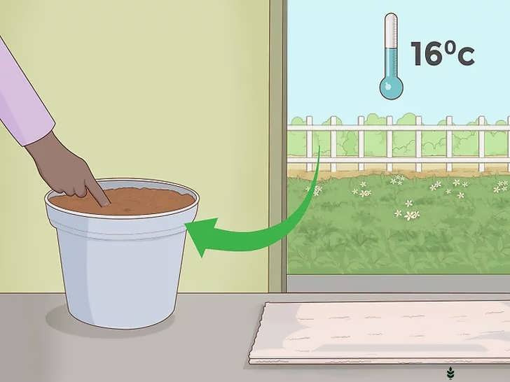 کاشت هل در گلدان