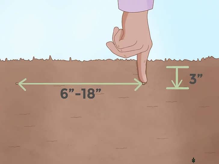 کاشت نشاهای هل