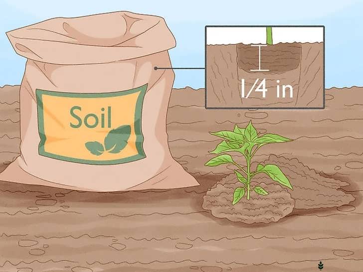 کاشت نشای فلفل چیلی در گودال
