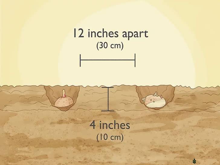 کاشت سیب زمینی بذری