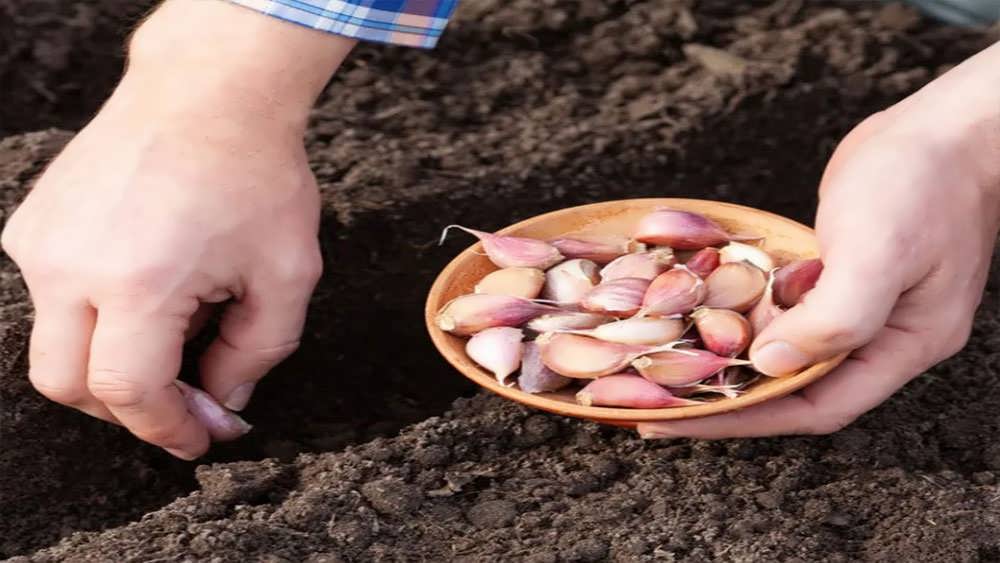 کاشت حبه‌های سیر