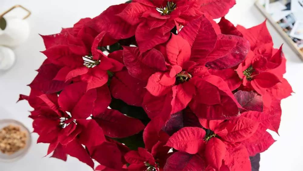 نمای نزدیک بنت قنسول