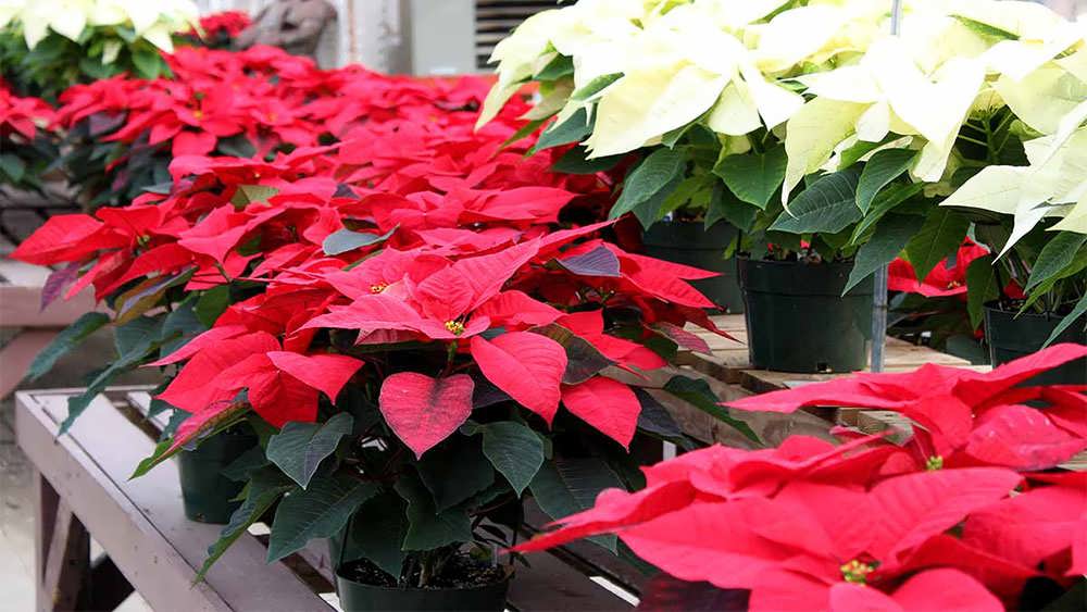 بنت قنسول در گلخانه