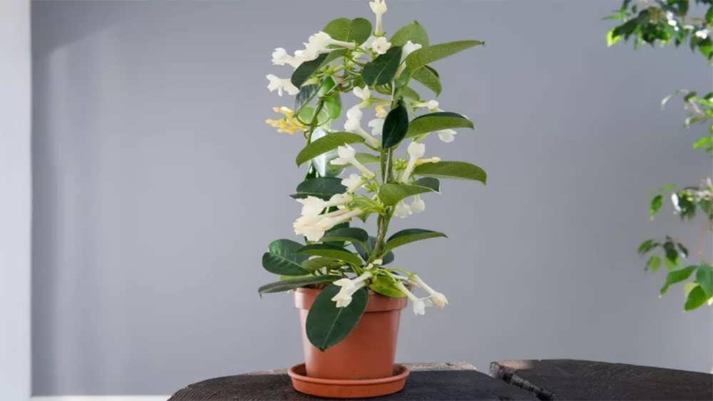 گیاه مورایا در گلدان