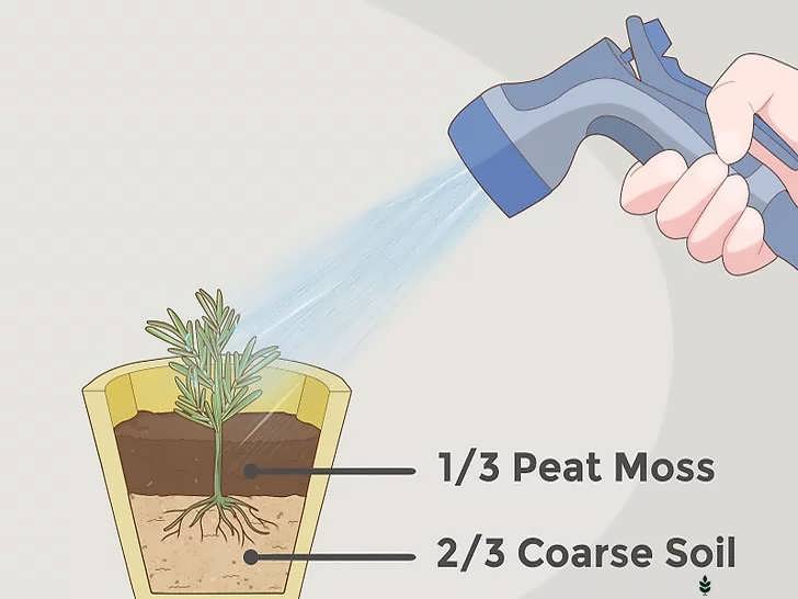 تکثیر رزماری