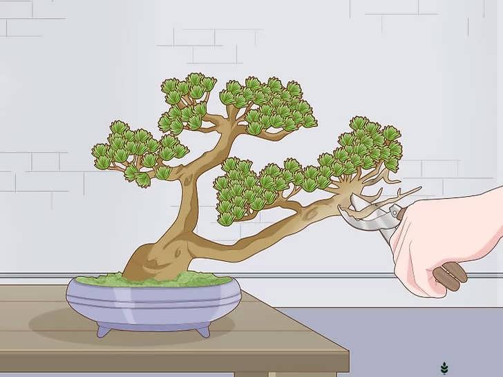 هرس و مرتب سازی درخت