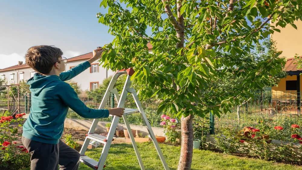 هرس درخت گیلاس