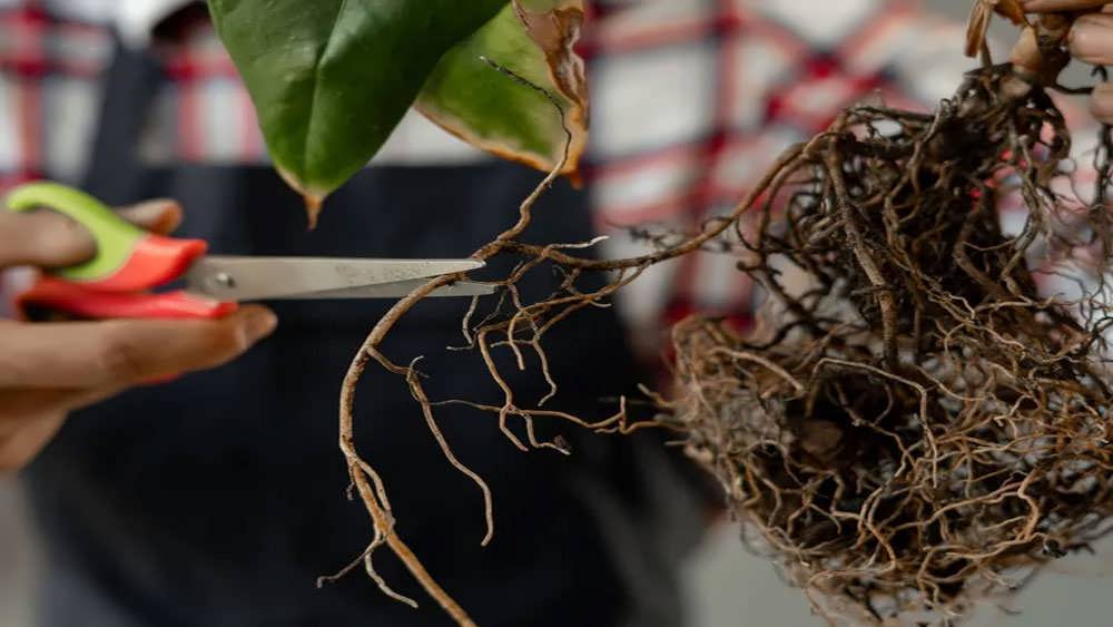 هرس ریشه گیاه